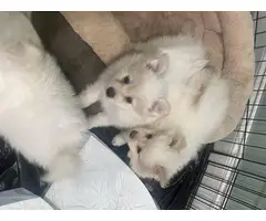 2 Purebred Pomeranian Puppies for Sale - 5