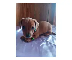 1 boy and 1 girl Chiweenie puppies available