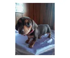 1 boy and 1 girl Chiweenie puppies available - 2