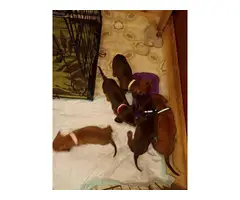 1 boy and 1 girl Chiweenie puppies available - 3