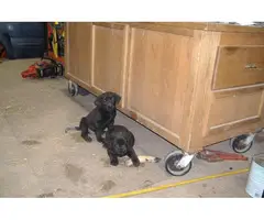 Black & Chocolate Labrador Puppies