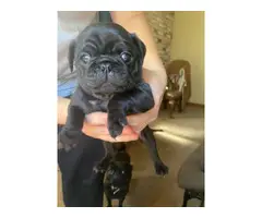 2 registered black Pug puppies for sale - 2