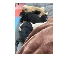 2 registered black Pug puppies for sale - 3