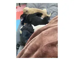 2 registered black Pug puppies for sale - 4