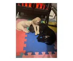 2 registered black Pug puppies for sale - 5