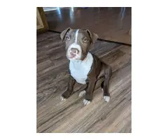 11 weeks old champagne red nose pitbull puppies