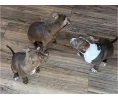 11 weeks old champagne red nose pitbull puppies - 3