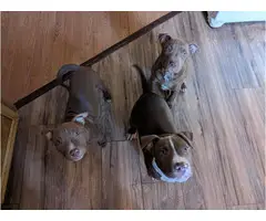 11 weeks old champagne red nose pitbull puppies - 4