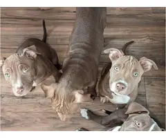 11 weeks old champagne red nose pitbull puppies - 5