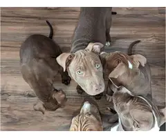 11 weeks old champagne red nose pitbull puppies - 7
