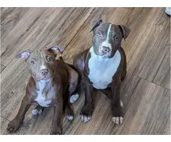 11 weeks old champagne red nose pitbull puppies - 10