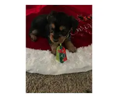5 Shorkie puppies in need of loving homes - 3