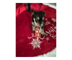 5 Shorkie puppies in need of loving homes - 4