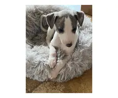 Blue brindle/white Whippet puppies
