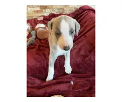 Blue brindle/white Whippet puppies - 3