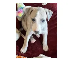 Blue brindle/white Whippet puppies