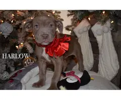 6 adorable pit bull puppies for sale - 4