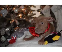 6 adorable pit bull puppies for sale - 5