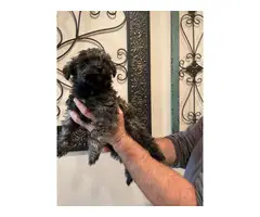 Non-shedding hypoallergenic Schnoodle puppies - 2