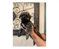 Non-shedding hypoallergenic Schnoodle puppies - 3