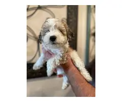 Non-shedding hypoallergenic Schnoodle puppies - 4