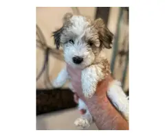 Non-shedding hypoallergenic Schnoodle puppies - 5