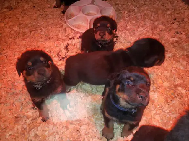 1 male and 3 females Rottweiler puppies for sale - 2/7