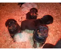 1 male and 3 females Rottweiler puppies for sale - 2