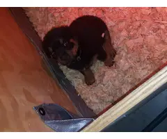 1 male and 3 females Rottweiler puppies for sale - 3