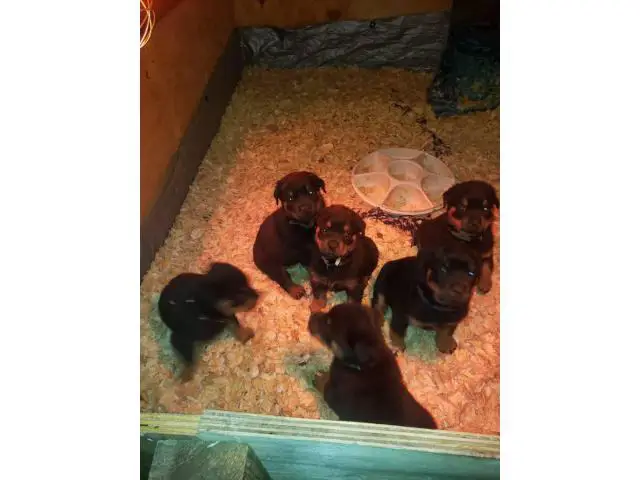 1 male and 3 females Rottweiler puppies for sale - 4/7