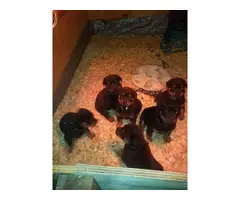1 male and 3 females Rottweiler puppies for sale - 4