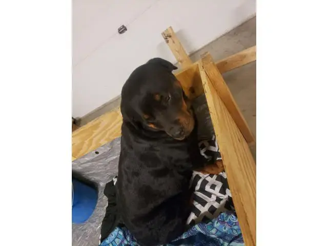 1 male and 3 females Rottweiler puppies for sale - 5/7