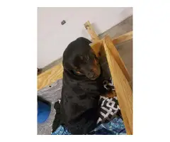 1 male and 3 females Rottweiler puppies for sale - 5