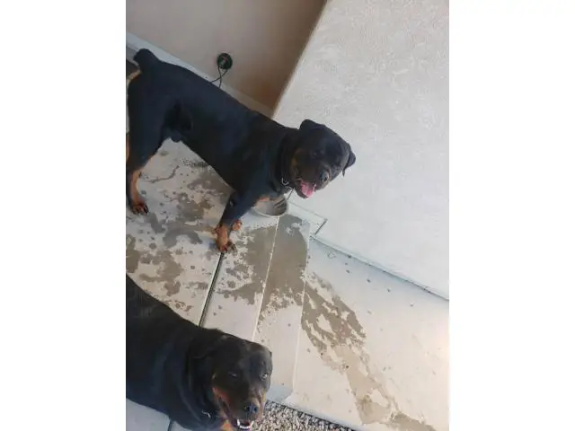 1 male and 3 females Rottweiler puppies for sale - 6/7