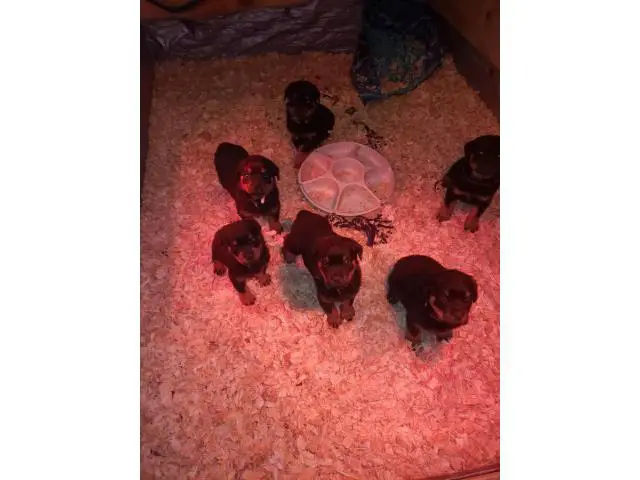 1 male and 3 females Rottweiler puppies for sale - 7/7