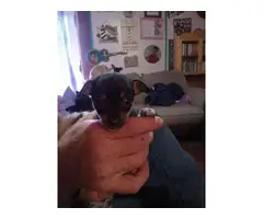 2 female miniature Chihuahua puppies