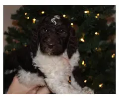 10 weeks old AKC Standard Poodle Puppies for Sale
