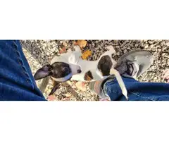 5 beautifully colored Chihuahua rat terrier mix puppies - 2