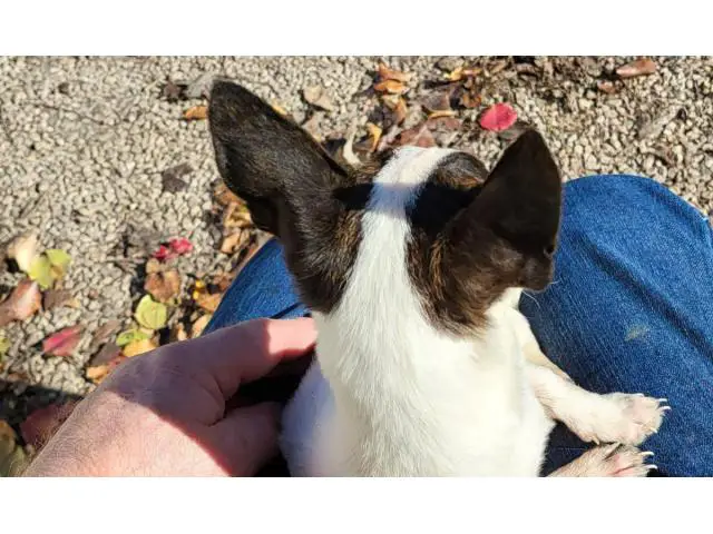 5 beautifully colored Chihuahua rat terrier mix puppies - 3/12