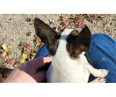 5 beautifully colored Chihuahua rat terrier mix puppies - 3