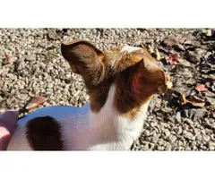 5 beautifully colored Chihuahua rat terrier mix puppies - 11