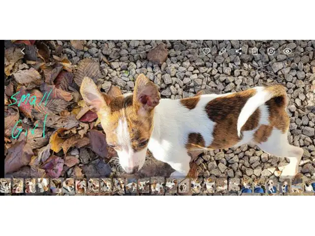 5 beautifully colored Chihuahua rat terrier mix puppies - 12/12