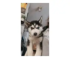 4 Husky puppies for sale