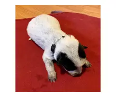 8 Australian cattle dog puppies for sale - 2
