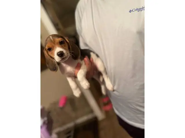 3 full blooded beagle puppies for sell - 2/4
