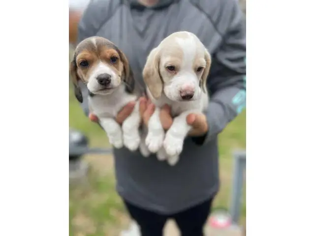 3 full blooded beagle puppies for sell - 3/4