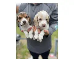 3 full blooded beagle puppies for sell - 3