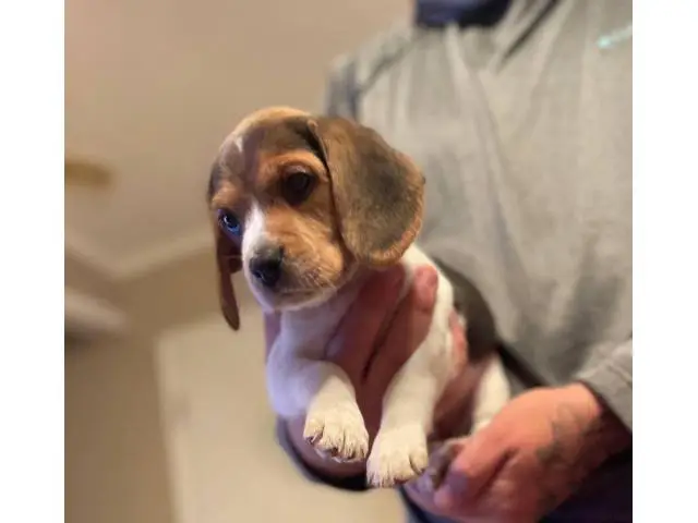 3 full blooded beagle puppies for sell - 4/4