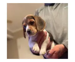 3 full blooded beagle puppies for sell - 4