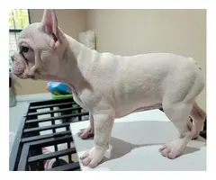 4 male AKC French bulldog puppies for sale